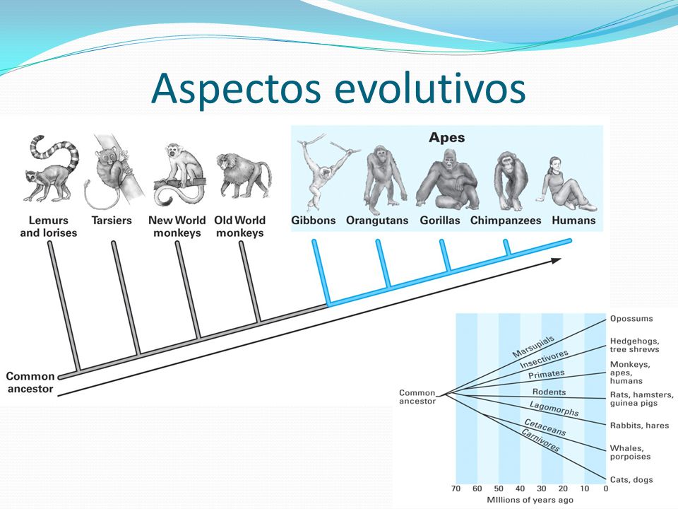 Aspectos evolutivos