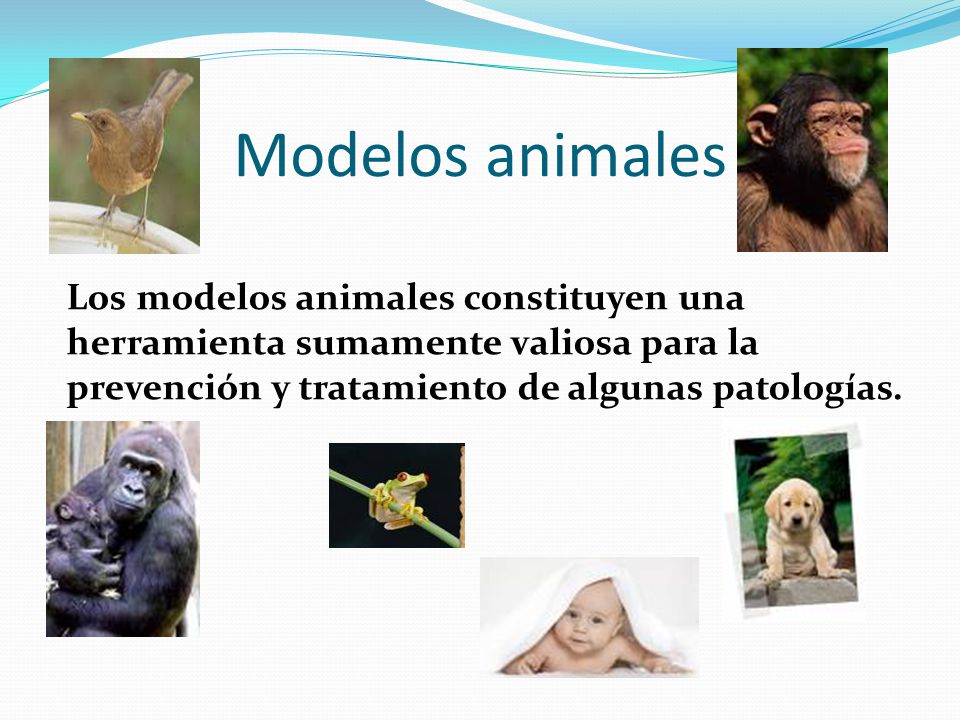 Modelos animales Los modelos animales constituyen una herramienta sumamente valiosa para la prevención y tratamiento de algunas patologías.