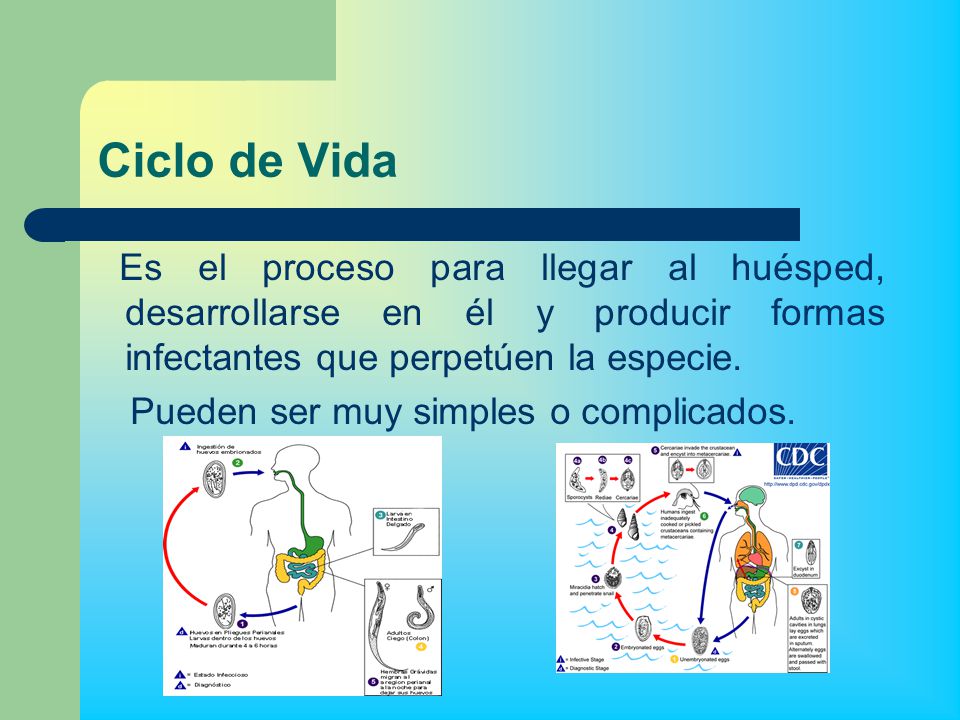 Ciclo de Vida Es el proceso para llegar al huésped, desarrollarse en él y producir formas infectantes que perpetúen la especie.
