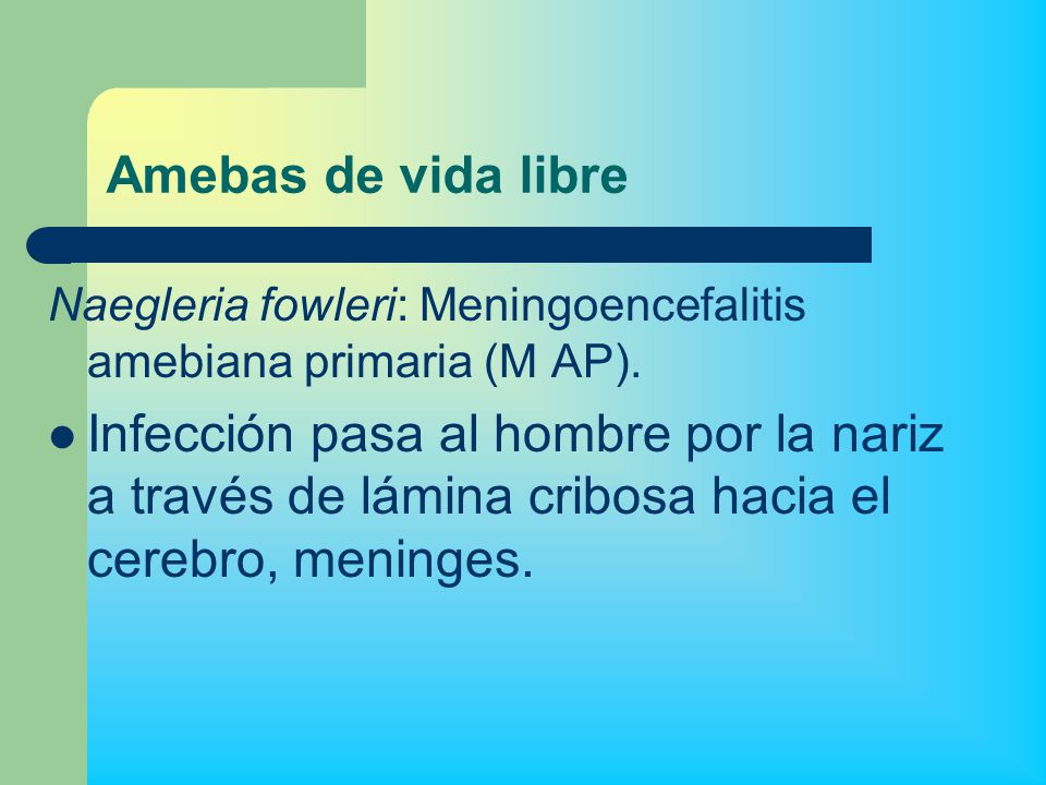 Amebas de vida libre Naegleria fowleri: Meningoencefalitis amebiana primaria (M AP).