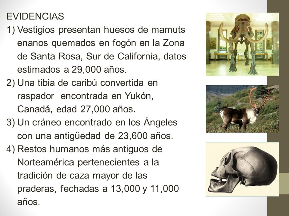 Un cráneo encontrado en los Ángeles con una antigüedad de 23,600 años.