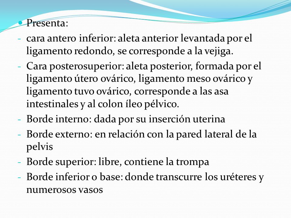 Presenta: cara antero inferior: aleta anterior levantada por el ligamento redondo, se corresponde a la vejiga.