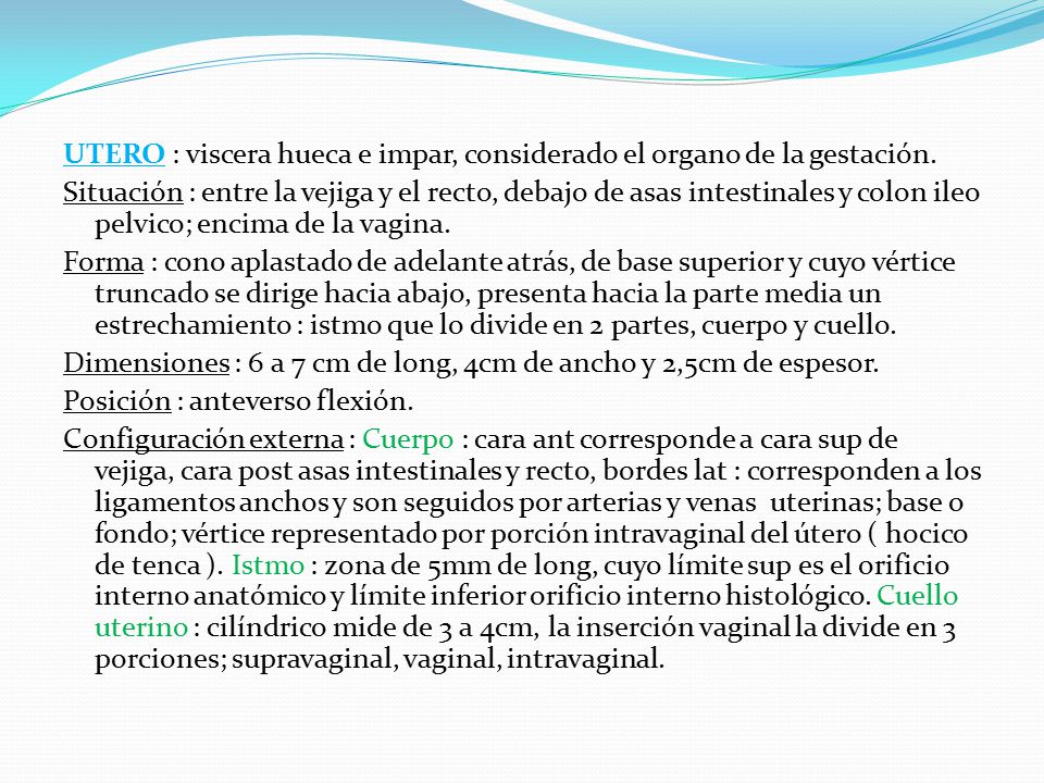 UTERO : viscera hueca e impar, considerado el organo de la gestación