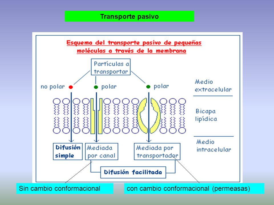 Transporte pasivo Sin cambio conformacional con cambio conformacional (permeasas)