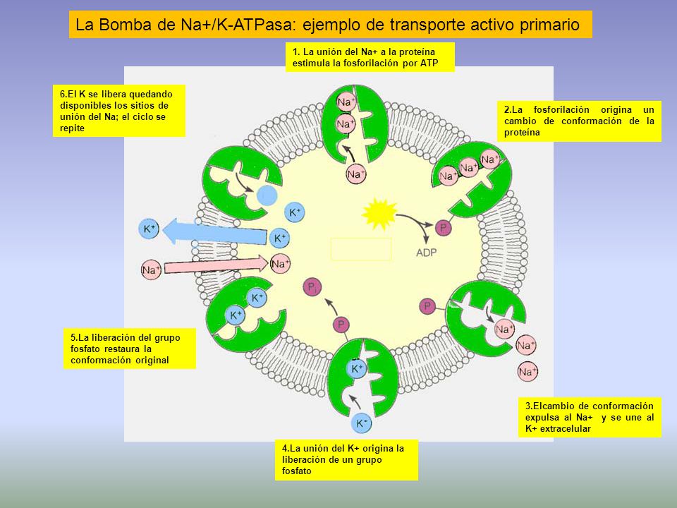 La Bomba de Na+/K-ATPasa: ejemplo de transporte activo primario