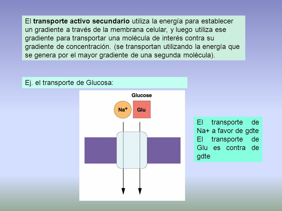 El transporte activo secundario utiliza la energía para establecer un gradiente a través de la membrana celular, y luego utiliza ese gradiente para transportar una molécula de interés contra su gradiente de concentración. (se transportan utilizando la energía que se genera por el mayor gradiente de una segunda molécula).