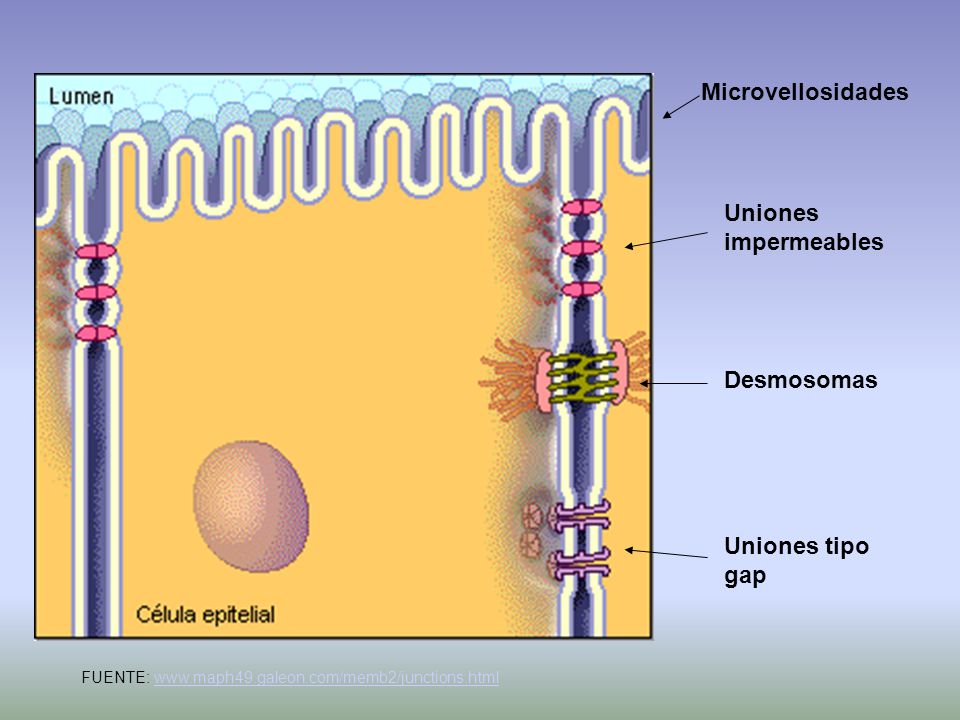 Microvellosidades Uniones impermeables Desmosomas Uniones tipo gap
