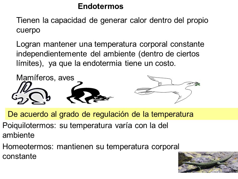 Endotermos Tienen la capacidad de generar calor dentro del propio cuerpo.