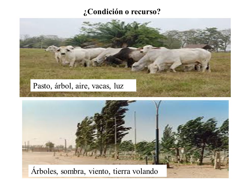 ¿Condición o recurso Pasto, árbol, aire, vacas, luz Árboles, sombra, viento, tierra volando
