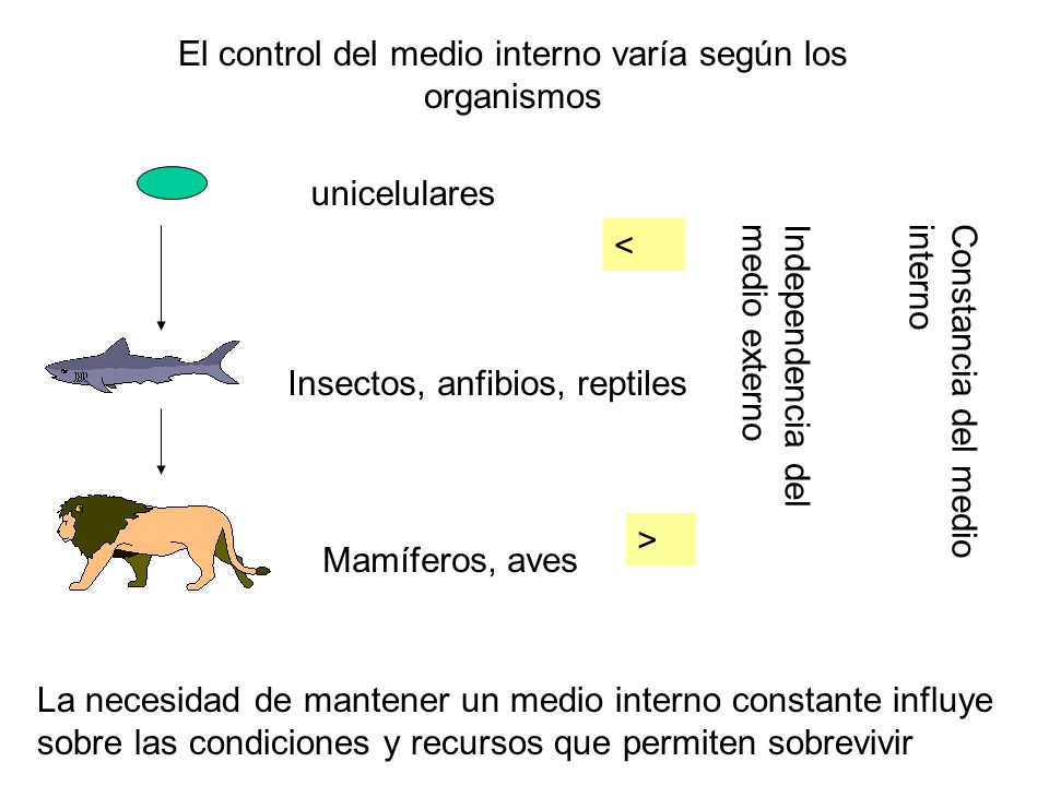 El control del medio interno varía según los organismos