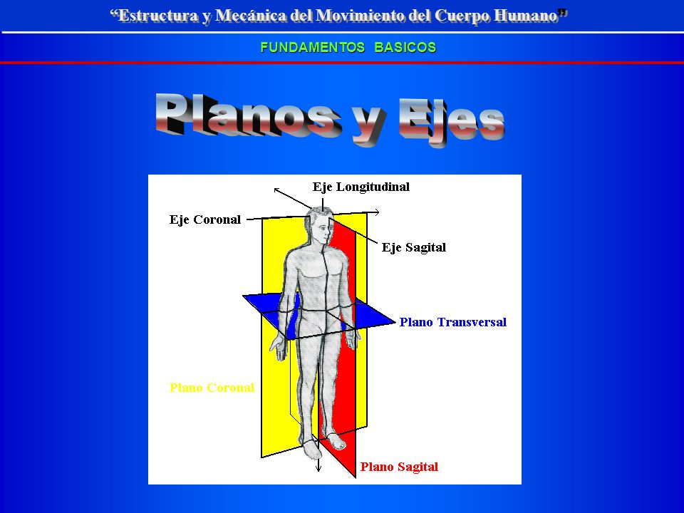 Planos y Ejes Estructura y Mecánica del Movimiento del Cuerpo Humano