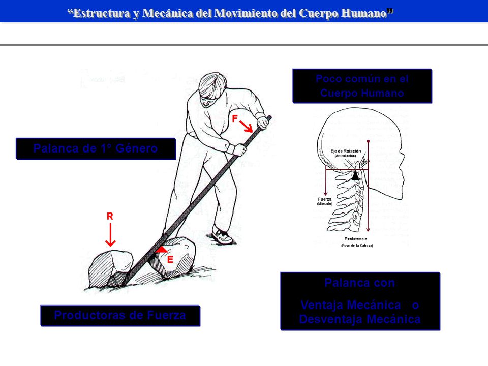 Poco común en el Cuerpo Humano Ventaja Mecánica o Desventaja Mecánica