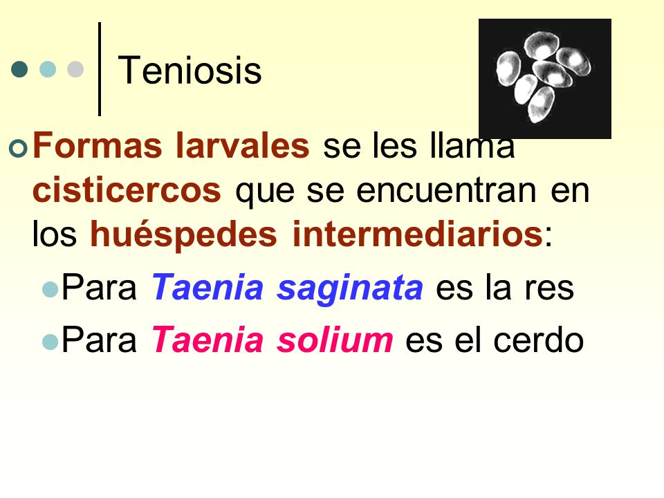 Teniosis Formas larvales se les llama cisticercos que se encuentran en los huéspedes intermediarios:
