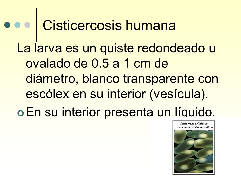 Cisticercosis humana La larva es un quiste redondeado u ovalado de 0.5 a 1 cm de diámetro, blanco transparente con escólex en su interior (vesícula).