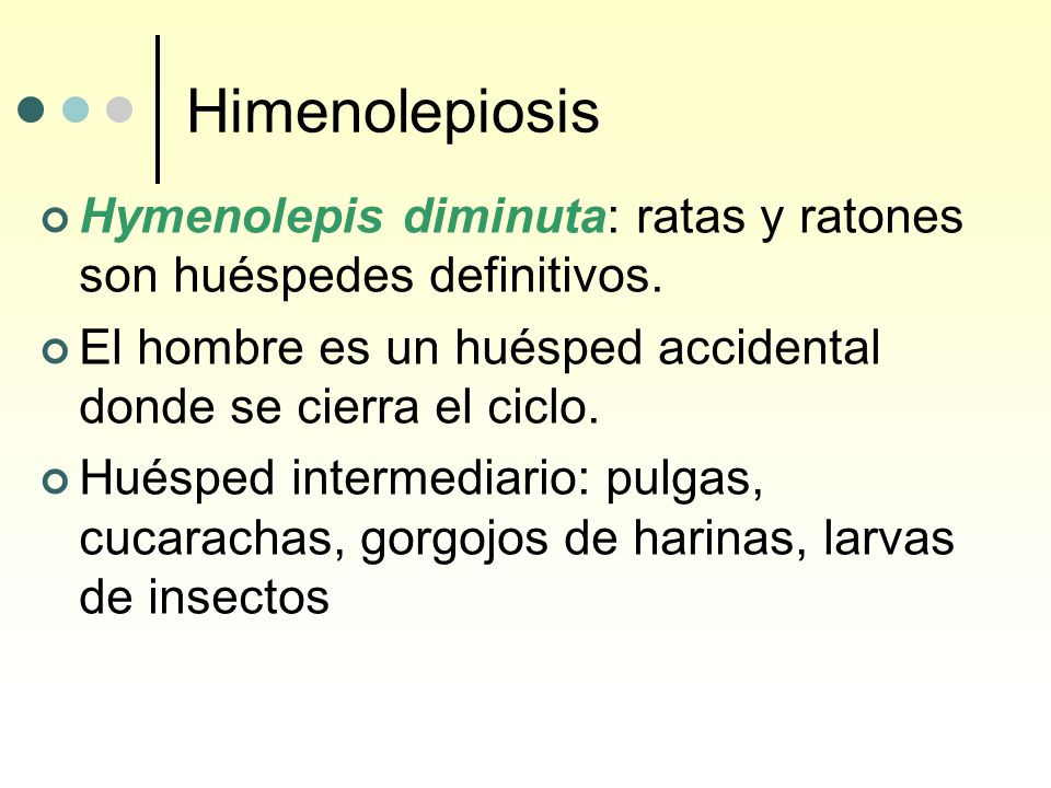 Himenolepiosis Hymenolepis diminuta: ratas y ratones son huéspedes definitivos. El hombre es un huésped accidental donde se cierra el ciclo.