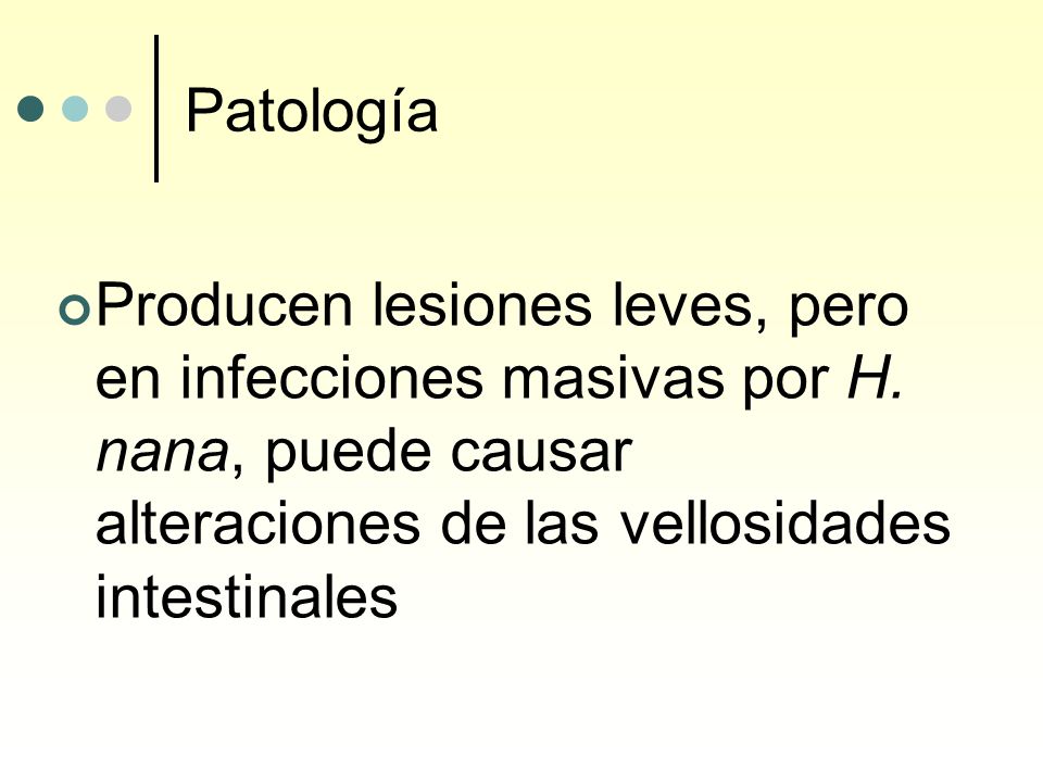 Patología Producen lesiones leves, pero en infecciones masivas por H.