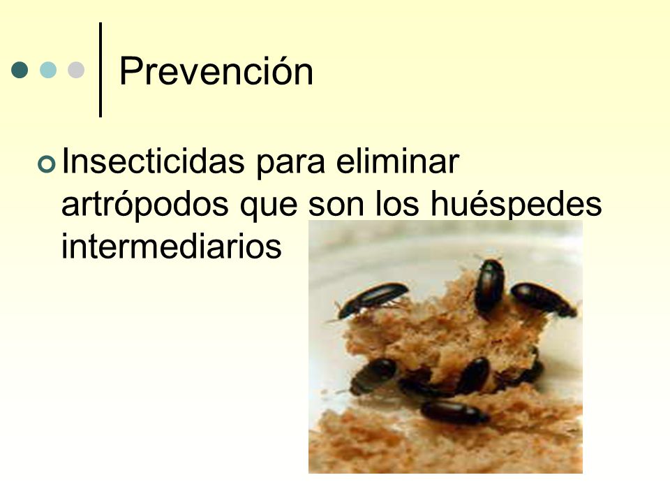 Prevención Insecticidas para eliminar artrópodos que son los huéspedes intermediarios