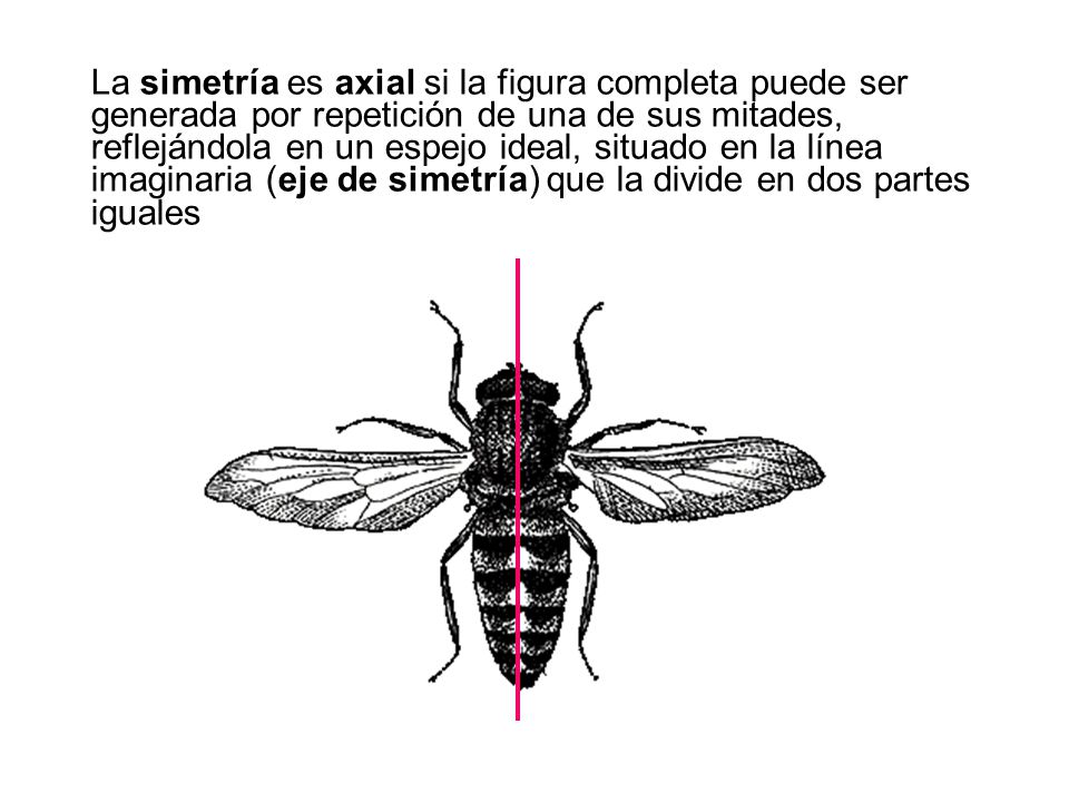 La simetría es axial si la figura completa puede ser generada por repetición de una de sus mitades, reflejándola en un espejo ideal, situado en la línea imaginaria (eje de simetría) que la divide en dos partes iguales