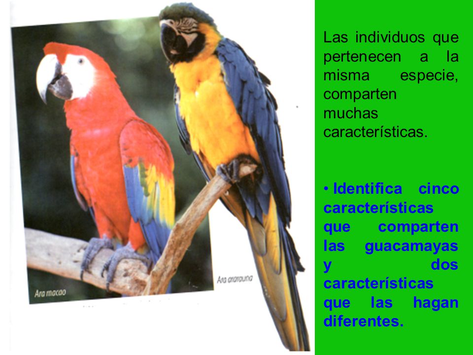 Las individuos que pertenecen a la misma especie, comparten muchas características.