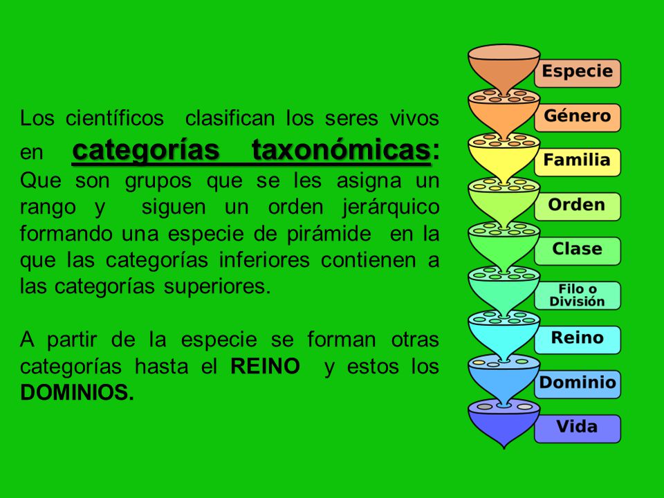 Los científicos clasifican los seres vivos en categorías taxonómicas: Que son grupos que se les asigna un rango y siguen un orden jerárquico formando una especie de pirámide en la que las categorías inferiores contienen a las categorías superiores.