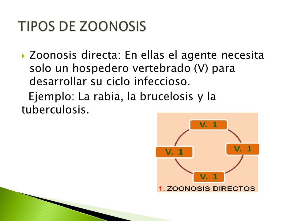 TIPOS DE ZOONOSIS Zoonosis directa: En ellas el agente necesita solo un hospedero vertebrado (V) para desarrollar su ciclo infeccioso.