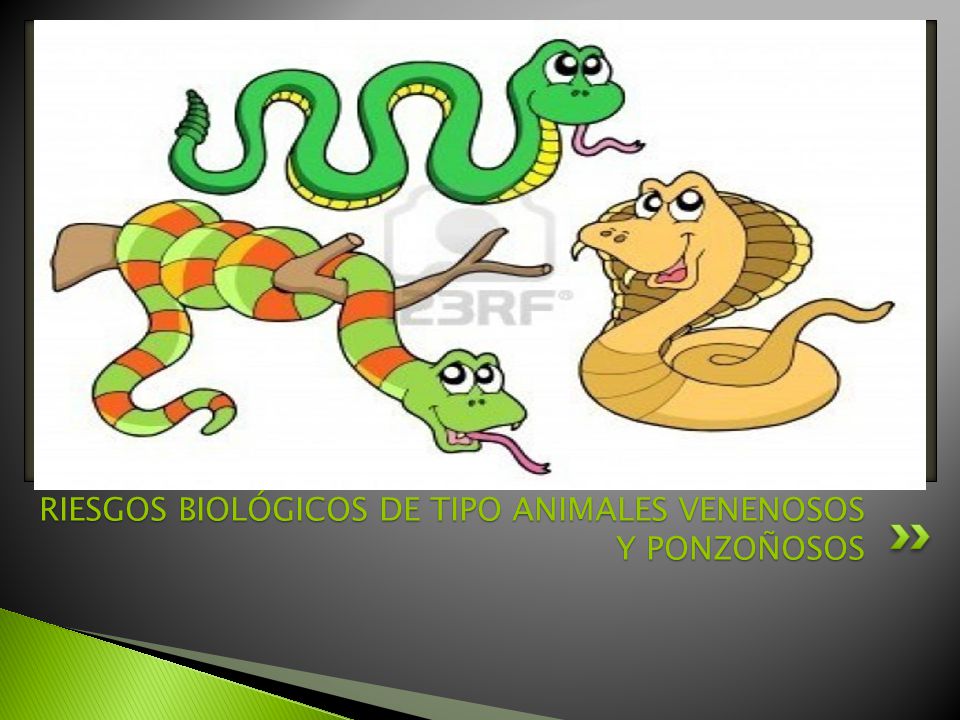 RIESGOS BIOLÓGICOS DE TIPO ANIMALES VENENOSOS Y PONZOÑOSOS
