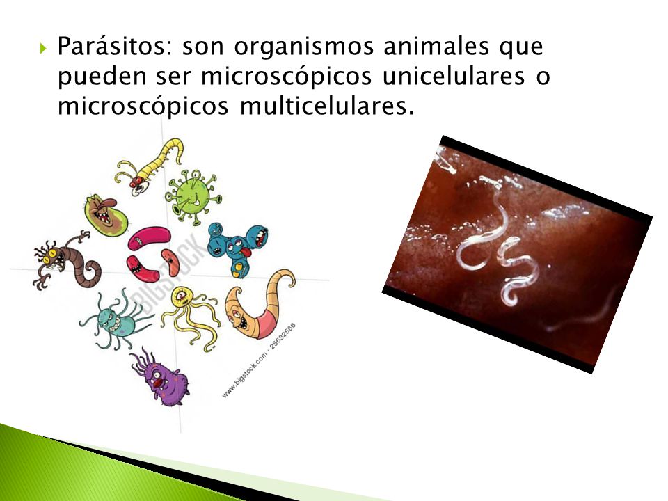 Parásitos: son organismos animales que pueden ser microscópicos unicelulares o microscópicos multicelulares.
