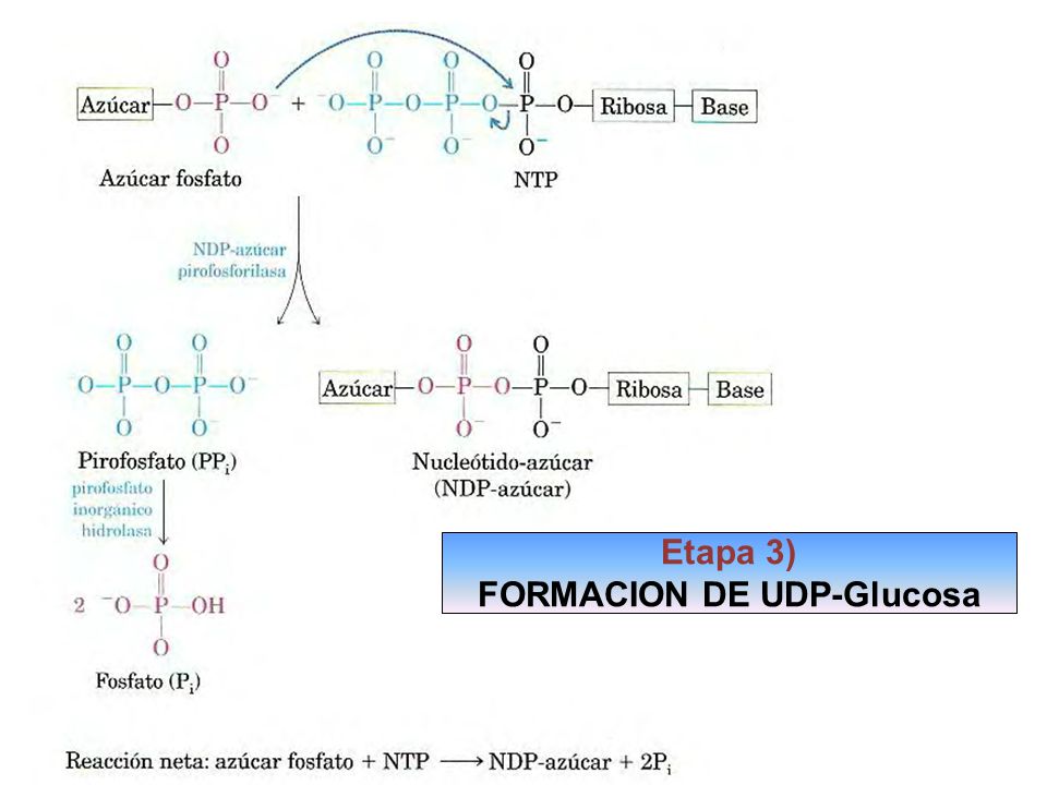 Etapa 3) FORMACION DE UDP-Glucosa