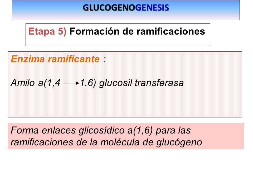 GLUCOGENOGENESIS Etapa 5) Formación de ramificaciones. Enzima ramificante : Amilo a(1,4 1,6) glucosil transferasa.