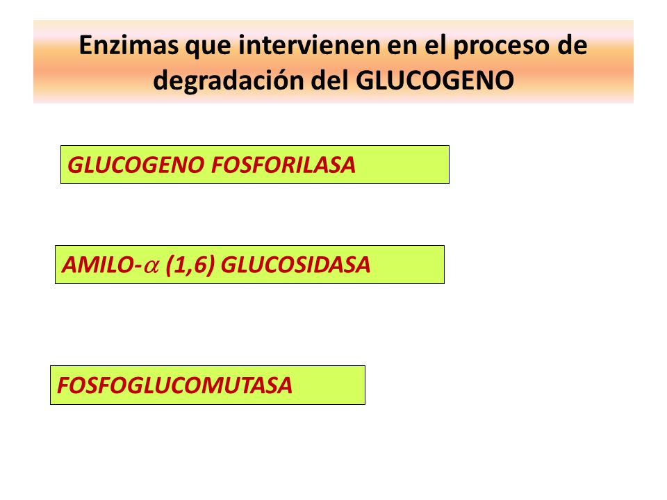 Enzimas que intervienen en el proceso de degradación del GLUCOGENO