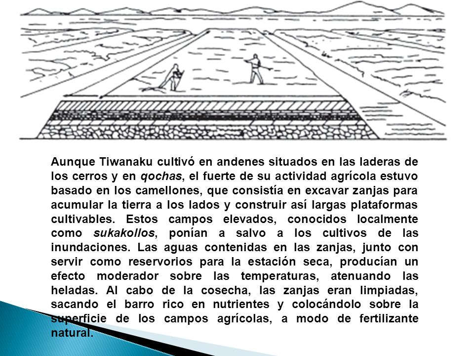Aunque Tiwanaku cultivó en andenes situados en las laderas de los cerros y en qochas, el fuerte de su actividad agrícola estuvo basado en los camellones, que consistía en excavar zanjas para acumular la tierra a los lados y construir así largas plataformas cultivables.
