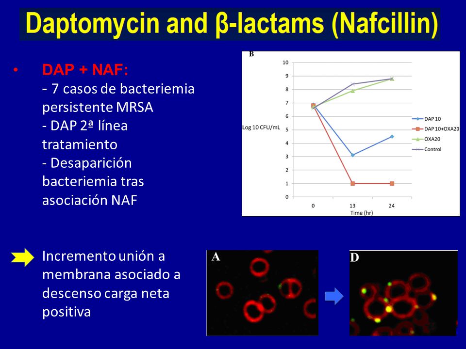 DAP + NAF: - 7 casos de bacteriemia persistente MRSA - DAP 2ª línea tratamiento - Desaparición bacteriemia tras asociación NAF Incremento unión a membrana asociado a descenso carga neta positiva