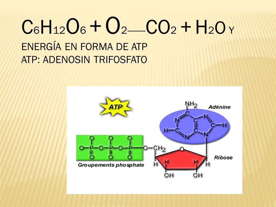 C6H12O6 + O CO2 + H2O Y ENERGÍA EN FORMA DE ATP