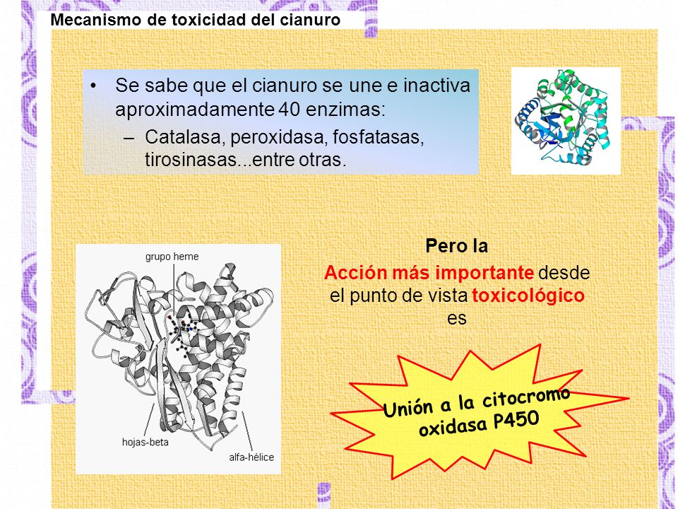 Se sabe que el cianuro se une e inactiva aproximadamente 40 enzimas: