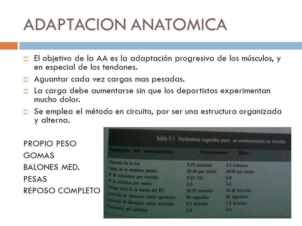 ADAPTACION ANATOMICA El objetivo de la AA es la adaptación progresiva de los músculos, y en especial de los tendones.