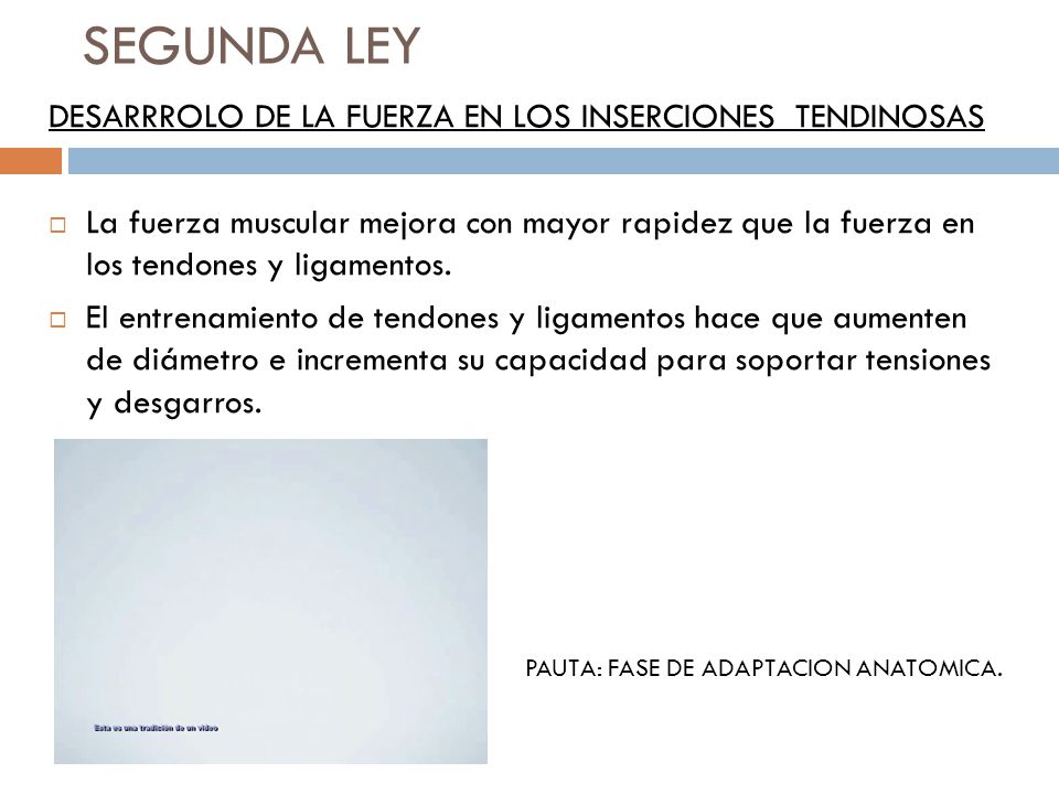 SEGUNDA LEY DESARRROLO DE LA FUERZA EN LOS INSERCIONES TENDINOSAS