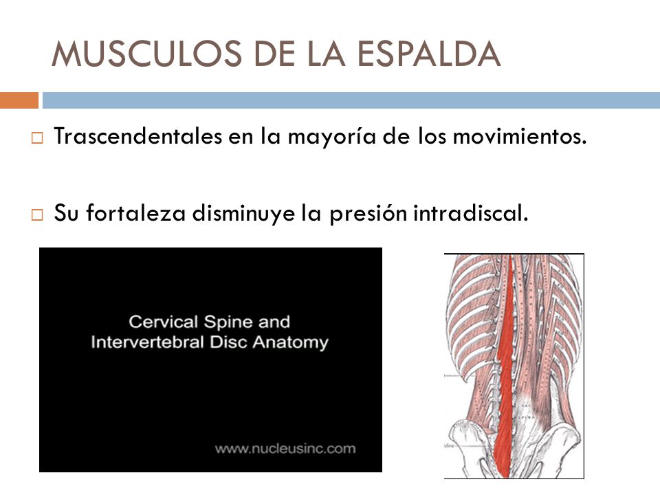 MUSCULOS DE LA ESPALDA Trascendentales en la mayoría de los movimientos.