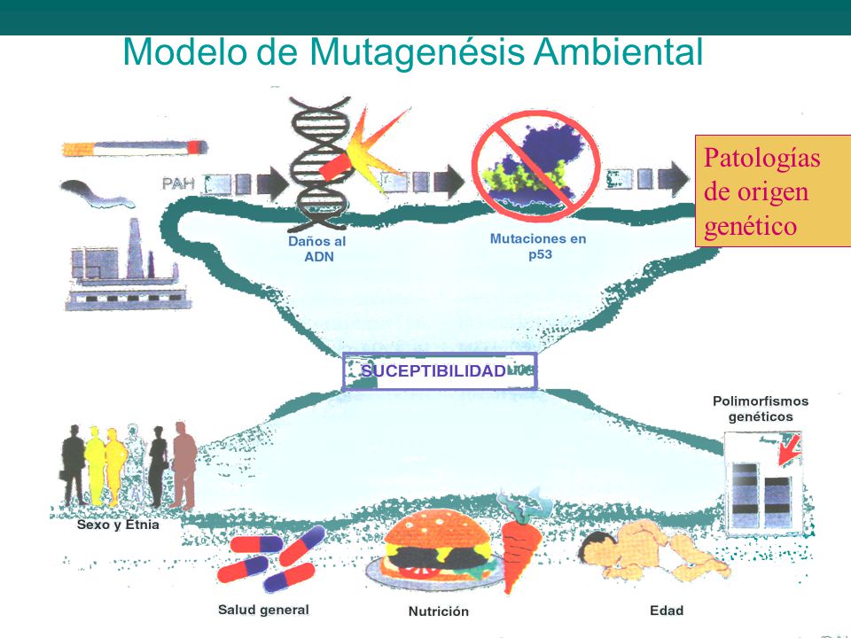 Modelo de Mutagenésis Ambiental