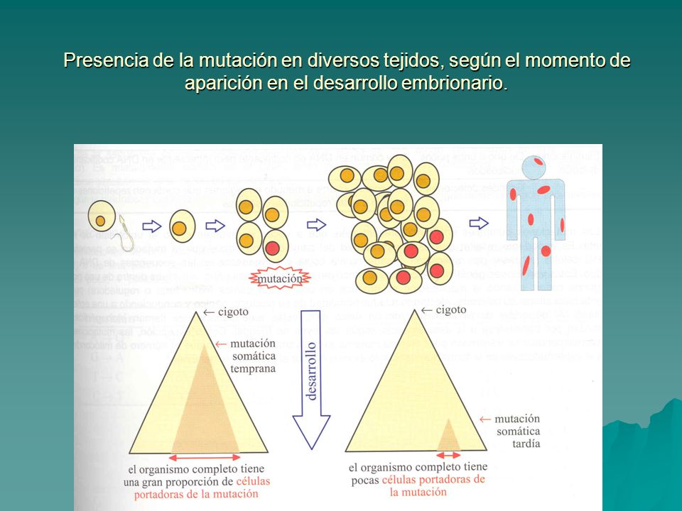 Presencia de la mutación en diversos tejidos, según el momento de aparición en el desarrollo embrionario.
