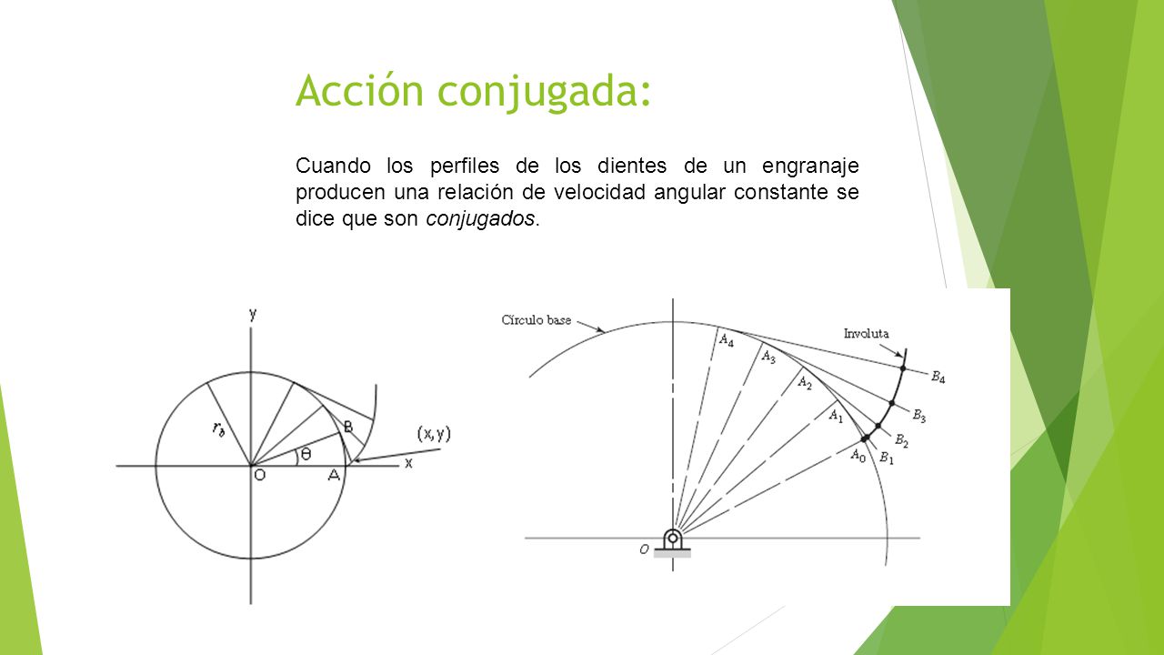 Acción conjugada: Cuando los perfiles de los dientes de un engranaje producen una relación de velocidad angular constante se dice que son conjugados.