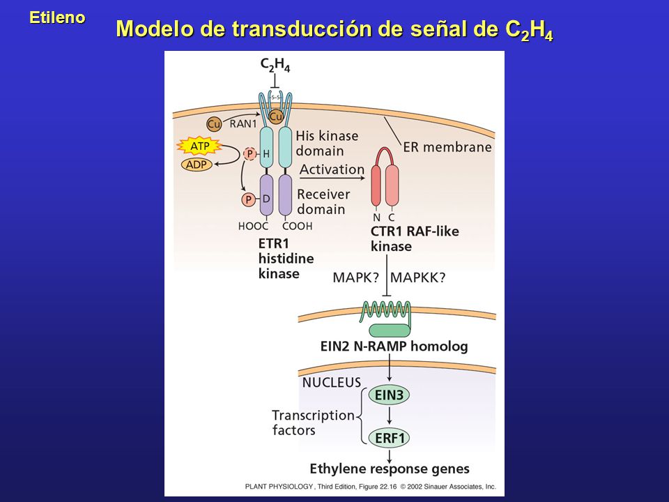 Modelo de transducción de señal de C2H4