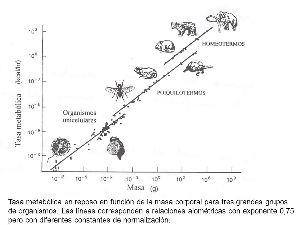 Tasa metabólica en reposo en función de la masa corporal para tres grandes grupos de organismos.