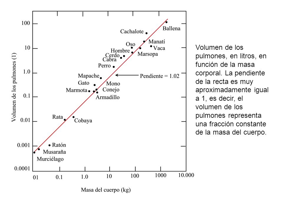 Volumen de los pulmones, en litros, en función de la masa corporal