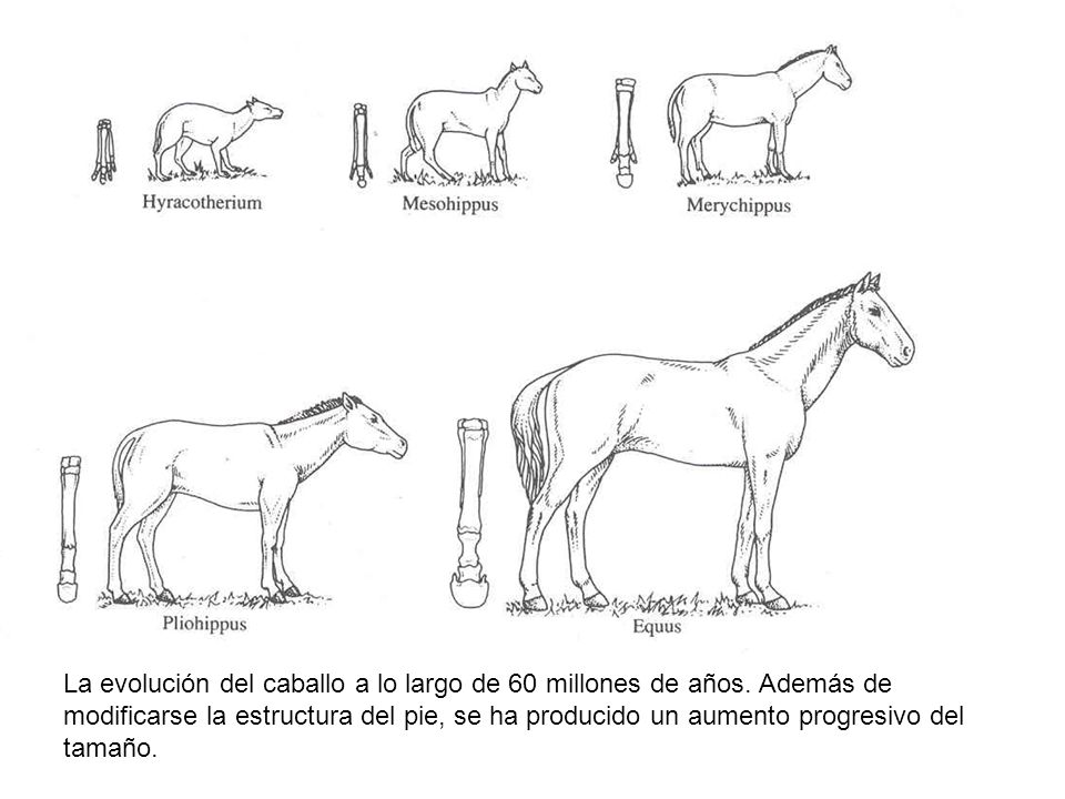 La evolución del caballo a lo largo de 60 millones de años