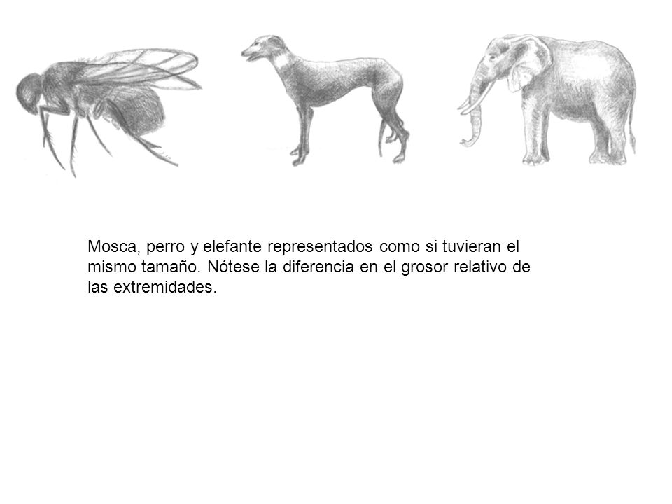 Mosca, perro y elefante representados como si tuvieran el mismo tamaño