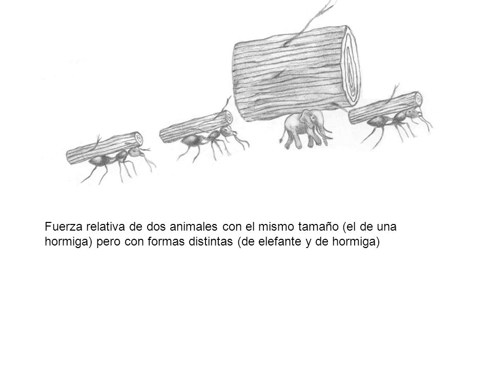Fuerza relativa de dos animales con el mismo tamaño (el de una hormiga) pero con formas distintas (de elefante y de hormiga)