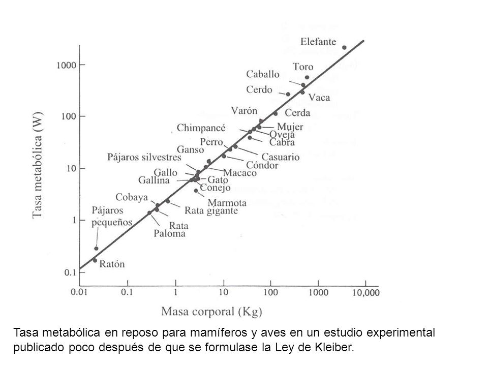 Tasa metabólica en reposo para mamíferos y aves en un estudio experimental publicado poco después de que se formulase la Ley de Kleiber.