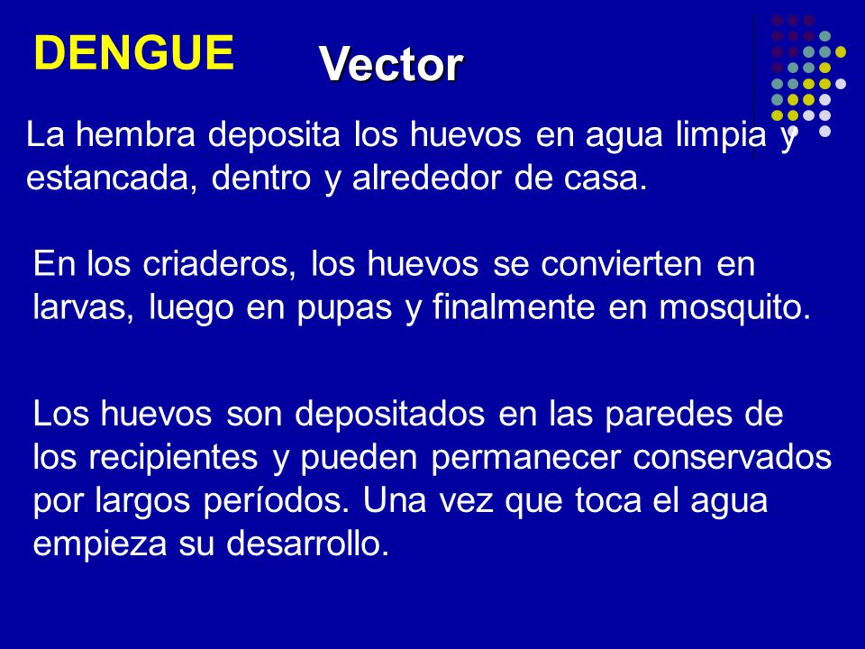 DENGUE Vector. La hembra deposita los huevos en agua limpia y estancada, dentro y alrededor de casa.