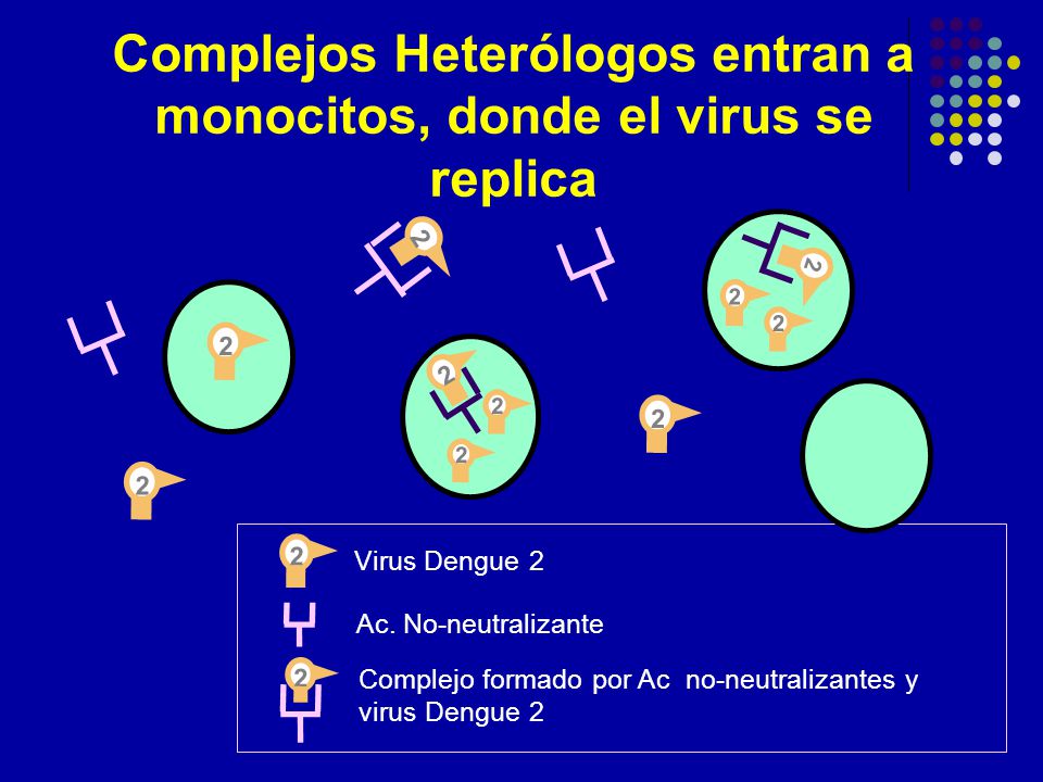 Complejos Heterólogos entran a monocitos, donde el virus se replica