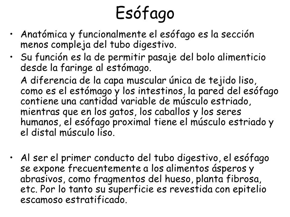 Esófago Anatómica y funcionalmente el esófago es la sección menos compleja del tubo digestivo.
